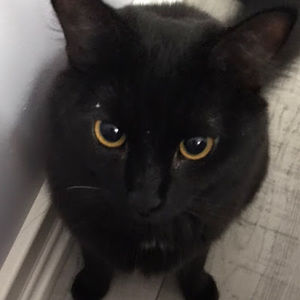 Meet your Posher, Alexa